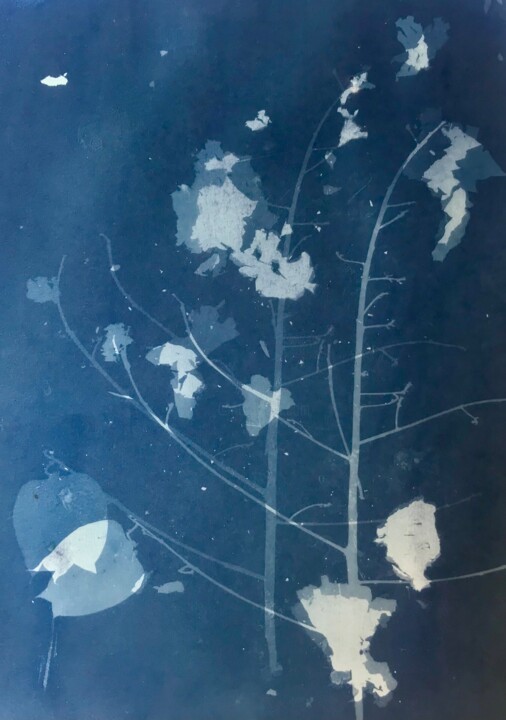 Cyanotype_1_23