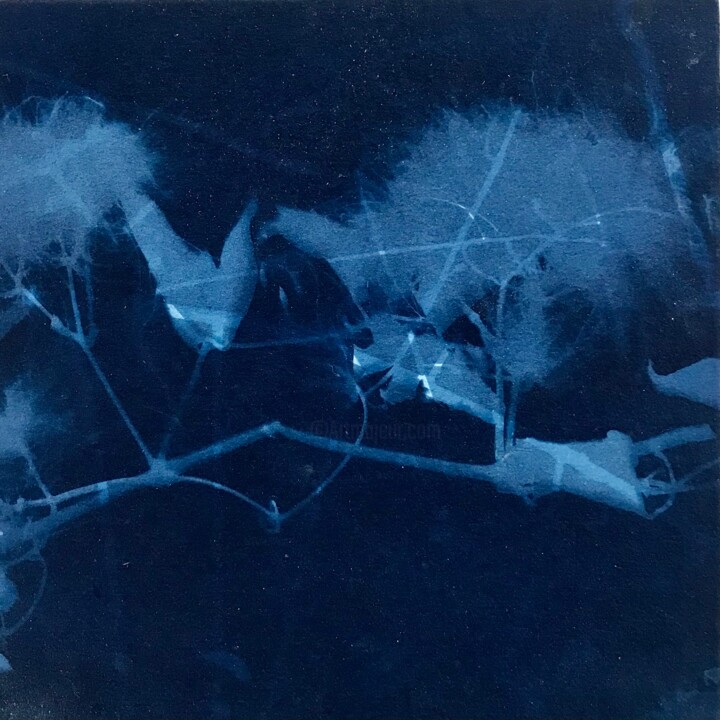 Cyanotype_2_23