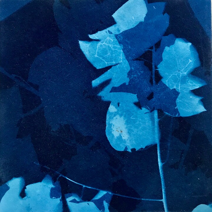 Cyanotype_3_23