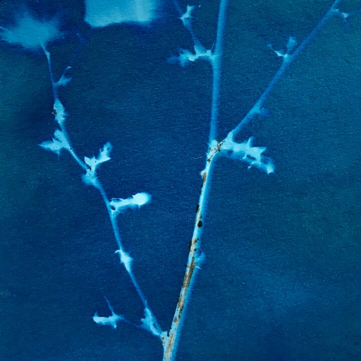 Cyanotype_5_23