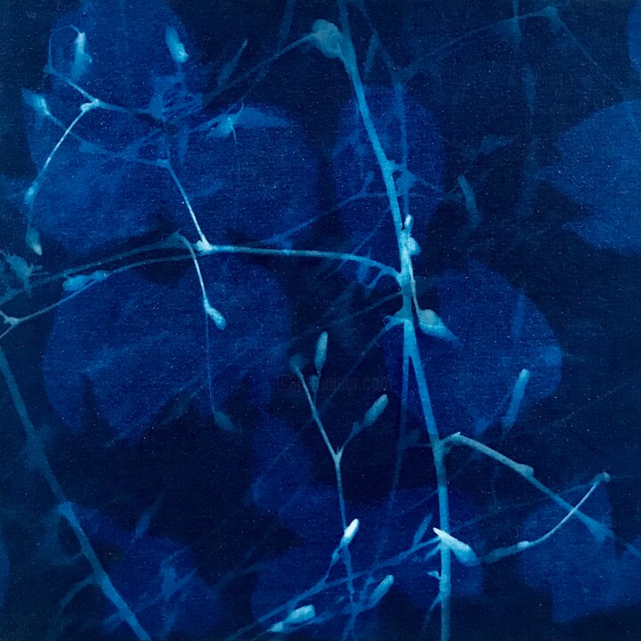 Cyanotype_6_23